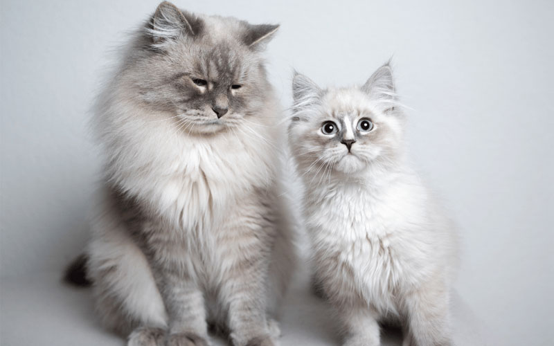 Grey Ragdoll Cat pair