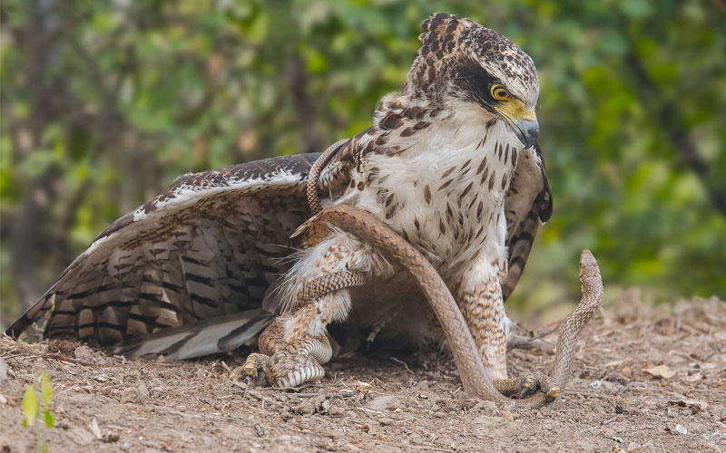 eagle hunting snake