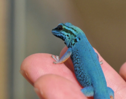 Blue Crested Geckos