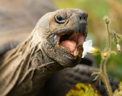 Do Turtles Have Teeth