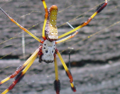 Banana Spider Florida