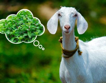 can goat eat mint