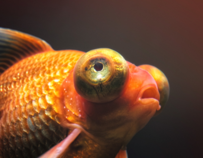 big eyeball goldfish