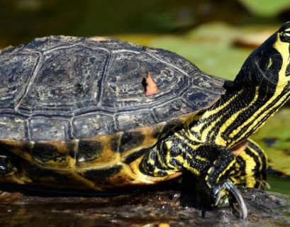 Yellow Bellied Slider