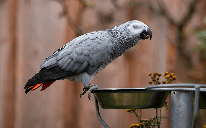 Beautiful African Grey Parrot perched on a stand