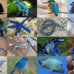A mesmerizing array of toned blue animals, highlighting the diversity of nature's colors.