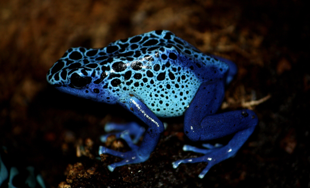 Blue Poison Dart Frog 
