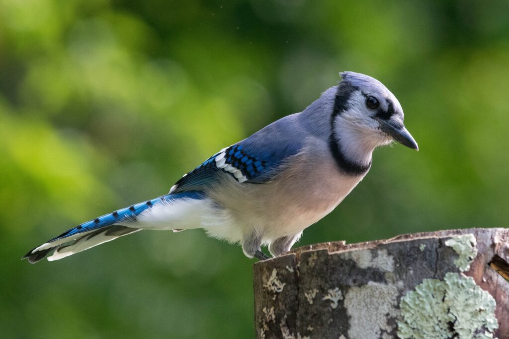 Blue jay is a blue animals in its Natural Habitat