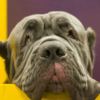A close-up image of a wrinkly dog face with soulful eyes, looking directly at the camera.