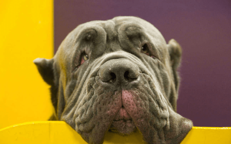 A close-up image of a wrinkly dog face with soulful eyes, looking directly at the camera.