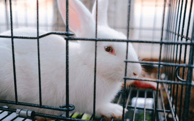 rabbit trap