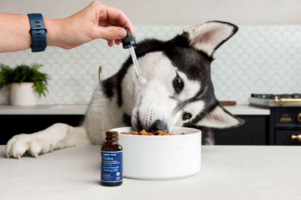 Quercetin Dosage for Dogs