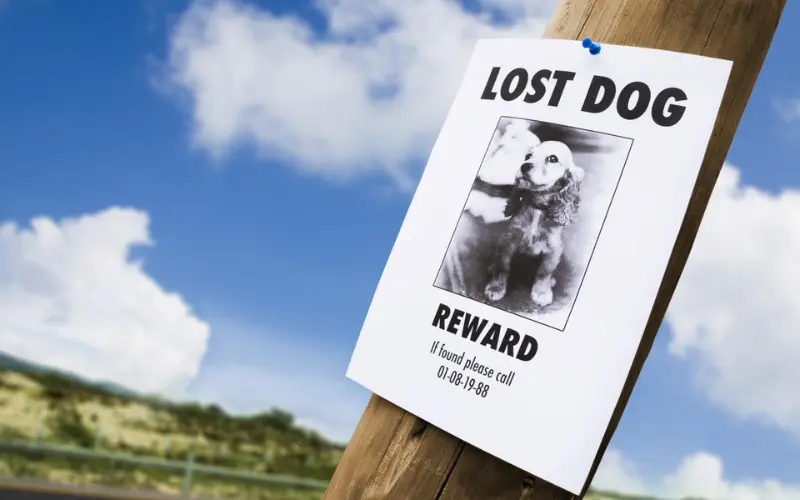 A lost dog sign with a picture of a brown and white terrier, last seen in the neighborhood park